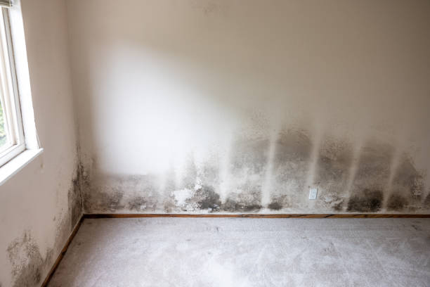 Best Water Damage & Mold Remediation  in Ham Lake, MN